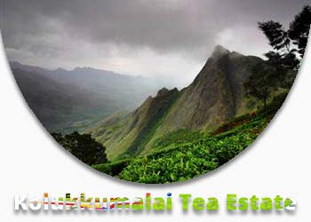 Kolukkumalai Tea Estate Munnar