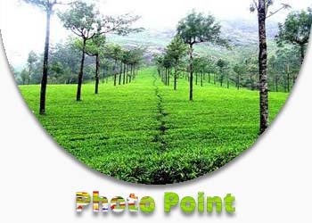 Photo Point Munnar