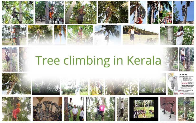 Tree climbing in Kerala