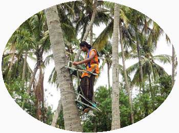 Tree climbing in Kerala India