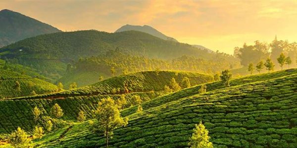 Munnar-Alleppey Tour